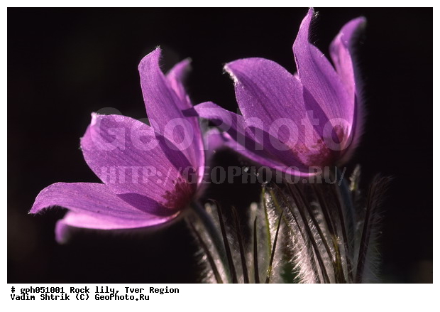 Pulsatilla patens, �����, �����, ���������, ���, ��������, ���������, ���-�����, ��������, �����, ���, ��������, �������� �������, ������, ������ ��������, �����, ���������� ��������, ������������ ��������, ������������ ��������, ������, �����, XYZ, ���������, Ranunculaceae, �������� ���������, �������� ��������, �������� �������������, �������� �������������, ���-�����, Pulsatilla patens, Pulsatilla kioviensis, Pulsatilla latifolia, Pulsatilla ovczinnikovii