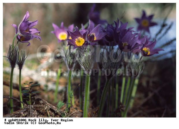 Pulsatilla patens, �����, �����, ���������, ���, ��������, ���������, ���-�����, ��������, �����, ���, ��������, �������� �������, ������, ������ ��������, �����, ���������� ��������, ������������ ��������, ������������ ��������, ������, �����, XYZ, ���������, Ranunculaceae, �������� ���������, �������� ��������, �������� �������������, �������� �������������, ���-�����, Pulsatilla patens, Pulsatilla kioviensis, Pulsatilla latifolia, Pulsatilla ovczinnikovii