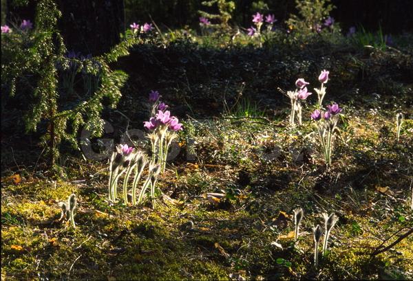 Pulsatilla patens, �����, �����, ���������, ���, ��������, ���������, ���-�����, ��������, �����, ���, ��������, �������� �������, ������, ������ ��������, �����, ���������� ��������, ������������ ��������, ������������ ��������, ������, �����, XYZ, ���������, Ranunculaceae, �������� ���������, �������� ��������, �������� �������������, �������� �������������, ���-�����, Pulsatilla patens, Pulsatilla kioviensis, Pulsatilla latifolia, Pulsatilla ovczinnikovii