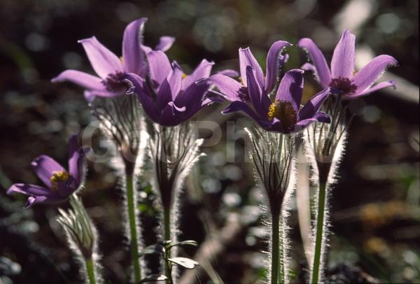 Pulsatilla patens, �����, �����, ���������, ���, ��������, ���������, ���-�����, ��������, �����, ���, ��������, �������� �������, ������, ������ ��������, �����, ���������� ��������, ������������ ��������, ������������ ��������, ������, �����, XYZ, ���������, Ranunculaceae, �������� ���������, �������� ��������, �������� �������������, �������� �������������, ���-�����, Pulsatilla patens, Pulsatilla kioviensis, Pulsatilla latifolia, Pulsatilla ovczinnikovii