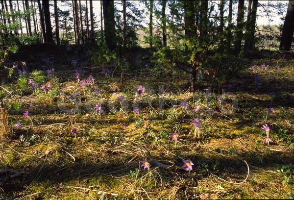Pulsatilla patens, �����, �����, ���������, ���, ��������, ���������, ���-�����, ��������, �����, ���, ��������, �������� �������, ������, ������ ��������, �����, ���������� ��������, ������������ ��������, ������������ ��������, ������, �����, XYZ, ���������, Ranunculaceae, �������� ���������, �������� ��������, �������� �������������, �������� �������������, ���-�����, Pulsatilla patens, Pulsatilla kioviensis, Pulsatilla latifolia, Pulsatilla ovczinnikovii