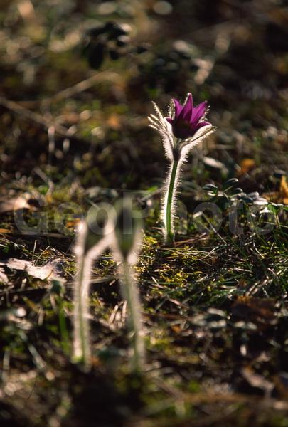 Pulsatilla patens, �����, �����, ���������, ���, ��������, ���������, ���-�����, ��������, �����, ���, ��������, �������� �������, ������, ������ ��������, �����, ���������� ��������, ������������ ��������, ������������ ��������, ������, �����, XYZ, ���������, Ranunculaceae, �������� ���������, �������� ��������, �������� �������������, �������� �������������, ���-�����, Pulsatilla patens, Pulsatilla kioviensis, Pulsatilla latifolia, Pulsatilla ovczinnikovii