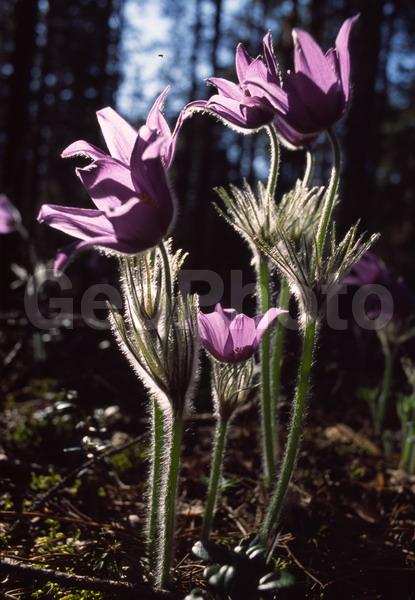Pulsatilla patens, �����, �����, ���������, ���, ��������, ���������, ���-�����, ��������, �����, ���, ��������, �������� �������, ������, ������ ��������, �����, ���������� ��������, ������������ ��������, ������������ ��������, ������, �����, XYZ, ���������, Ranunculaceae, �������� ���������, �������� ��������, �������� �������������, �������� �������������, ���-�����, Pulsatilla patens, Pulsatilla kioviensis, Pulsatilla latifolia, Pulsatilla ovczinnikovii