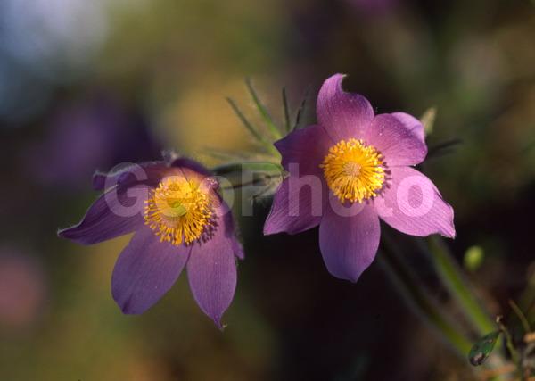 Pulsatilla patens, �����, �����, ���������, ���, ��������, ���������, ���-�����, ��������, �����, ���, ��������, �������� �������, ������, ������ ��������, �����, ���������� ��������, ������������ ��������, ������������ ��������, ������, �����, XYZ, ���������, Ranunculaceae, �������� ���������, �������� ��������, �������� �������������, �������� �������������, ���-�����, Pulsatilla patens, Pulsatilla kioviensis, Pulsatilla latifolia, Pulsatilla ovczinnikovii