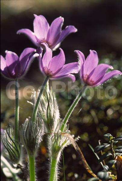 Pulsatilla patens, �����, �����, ���������, ���, ��������, ���������, ���-�����, ��������, �����, ���, ��������, �������� �������, ������, ������ ��������, �����, ���������� ��������, ������������ ��������, ������������ ��������, ������, �����, XYZ, ���������, Ranunculaceae, �������� ���������, �������� ��������, �������� �������������, �������� �������������, ���-�����, Pulsatilla patens, Pulsatilla kioviensis, Pulsatilla latifolia, Pulsatilla ovczinnikovii