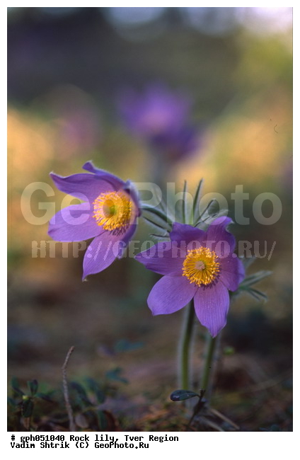 Pulsatilla patens, �����, �����, ���������, ���, ��������, ���������, ���-�����, ��������, �����, ���, ��������, �������� �������, ������, ������ ��������, �����, ���������� ��������, ������������ ��������, ������������ ��������, ������, �����, XYZ, ���������, Ranunculaceae, �������� ���������, �������� ��������, �������� �������������, �������� �������������, ���-�����, Pulsatilla patens, Pulsatilla kioviensis, Pulsatilla latifolia, Pulsatilla ovczinnikovii