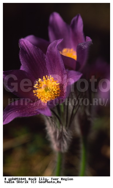 Pulsatilla patens, �����, �����, ���������, ���, ��������, ���������, ���-�����, ��������, �����, ���, ��������, �������� �������, ������, ������ ��������, �����, ���������� ��������, ������������ ��������, ������������ ��������, ������, �����, XYZ, ���������, Ranunculaceae, �������� ���������, �������� ��������, �������� �������������, �������� �������������, ���-�����, Pulsatilla patens, Pulsatilla kioviensis, Pulsatilla latifolia, Pulsatilla ovczinnikovii