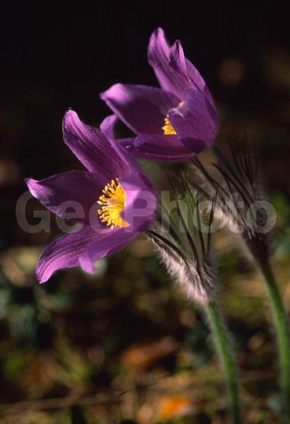 Pulsatilla patens, �����, �����, ���������, ���, ��������, ���������, ���-�����, ��������, �����, ���, ��������, �������� �������, ������, ������ ��������, �����, ���������� ��������, ������������ ��������, ������������ ��������, ������, �����, XYZ, ���������, Ranunculaceae, �������� ���������, �������� ��������, �������� �������������, �������� �������������, ���-�����, Pulsatilla patens, Pulsatilla kioviensis, Pulsatilla latifolia, Pulsatilla ovczinnikovii
