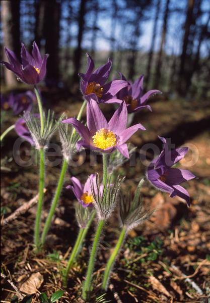 Pulsatilla patens, �����, �����, ���������, ���, ��������, ���������, ���-�����, ��������, �����, ���, ��������, �������� �������, ������, ������ ��������, �����, ���������� ��������, ������������ ��������, ������������ ��������, ������, �����, XYZ, ���������, Ranunculaceae, �������� ���������, �������� ��������, �������� �������������, �������� �������������, ���-�����, Pulsatilla patens, Pulsatilla kioviensis, Pulsatilla latifolia, Pulsatilla ovczinnikovii