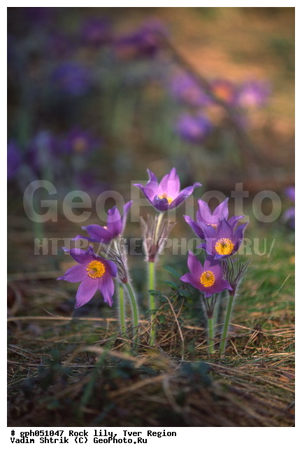 Pulsatilla patens, �����, �����, ���������, ���, ��������, ���������, ���-�����, ��������, �����, ���, ��������, �������� �������, ������, ������ ��������, �����, ���������� ��������, ������������ ��������, ������������ ��������, ������, �����, XYZ, ���������, Ranunculaceae, �������� ���������, �������� ��������, �������� �������������, �������� �������������, ���-�����, Pulsatilla patens, Pulsatilla kioviensis, Pulsatilla latifolia, Pulsatilla ovczinnikovii
