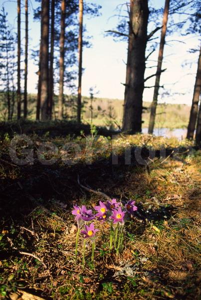 Pulsatilla patens, �����, �����, ���������, ���, ��������, ���������, ���-�����, ��������, �����, ���, ��������, �������� �������, ������, ������ ��������, �����, ���������� ��������, ������������ ��������, ������������ ��������, ������, �����, XYZ, ���������, Ranunculaceae, �������� ���������, �������� ��������, �������� �������������, �������� �������������, ���-�����, Pulsatilla patens, Pulsatilla kioviensis, Pulsatilla latifolia, Pulsatilla ovczinnikovii