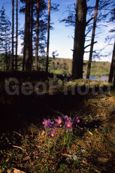 Pulsatilla patens, �����, �����, ���������, ���, ��������, ���������, ���-�����, ��������, �����, ���, ��������, �������� �������, ������, ������ ��������, �����, ���������� ��������, ������������ ��������, ������������ ��������, ������, �����, XYZ, ���������, Ranunculaceae, �������� ���������, �������� ��������, �������� �������������, �������� �������������, ���-�����, Pulsatilla patens, Pulsatilla kioviensis, Pulsatilla latifolia, Pulsatilla ovczinnikovii