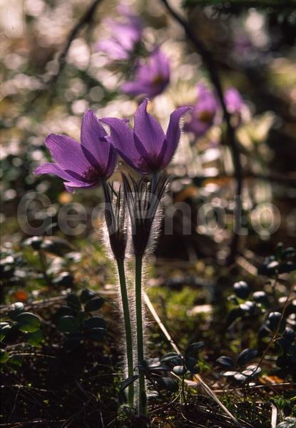 Pulsatilla patens, �����, �����, ���������, ���, ��������, ���������, ���-�����, ��������, �����, ���, ��������, �������� �������, ������, ������ ��������, �����, ���������� ��������, ������������ ��������, ������������ ��������, ������, �����, XYZ, ���������, Ranunculaceae, �������� ���������, �������� ��������, �������� �������������, �������� �������������, ���-�����, Pulsatilla patens, Pulsatilla kioviensis, Pulsatilla latifolia, Pulsatilla ovczinnikovii