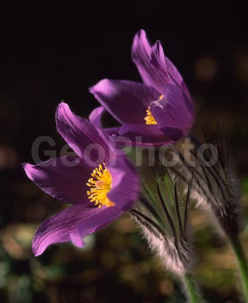 Pulsatilla patens, �����, �����, ���������, ���, ��������, ���������, ���-�����, ��������, �����, ���, ��������, �������� �������, ������, ������ ��������, �����, ���������� ��������, ������������ ��������, ������������ ��������, ������, �����, XYZ, ���������, Ranunculaceae, �������� ���������, �������� ��������, �������� �������������, �������� �������������, ���-�����, Pulsatilla patens, Pulsatilla kioviensis, Pulsatilla latifolia, Pulsatilla ovczinnikovii