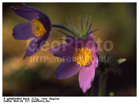 Pulsatilla patens, �����, �����, ���������, ���, ��������, ���������, ���-�����, ��������, �����, ���, ��������, �������� �������, ������, ������ ��������, �����, ���������� ��������, ������������ ��������, ������������ ��������, ������, �����, XYZ, ���������, Ranunculaceae, �������� ���������, �������� ��������, �������� �������������, �������� �������������, ���-�����, Pulsatilla patens, Pulsatilla kioviensis, Pulsatilla latifolia, Pulsatilla ovczinnikovii