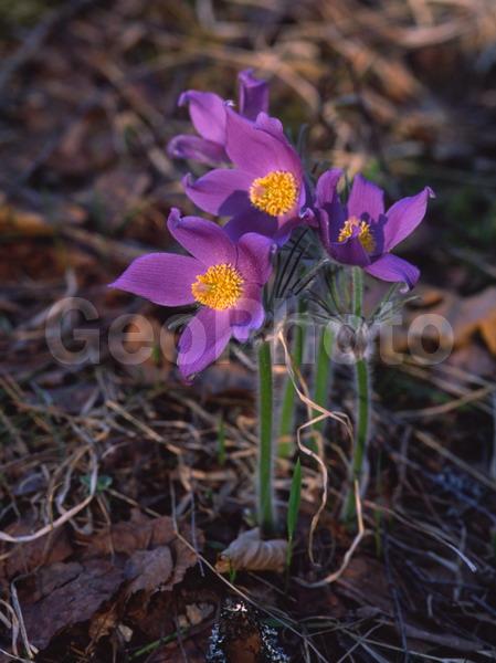 Pulsatilla patens, �����, �����, ���������, ���, ��������, ���������, ���-�����, ��������, �����, ���, ��������, �������� �������, ������, ������ ��������, �����, ���������� ��������, ������������ ��������, ������������ ��������, ������, �����, XYZ, ���������, Ranunculaceae, �������� ���������, �������� ��������, �������� �������������, �������� �������������, ���-�����, Pulsatilla patens, Pulsatilla kioviensis, Pulsatilla latifolia, Pulsatilla ovczinnikovii