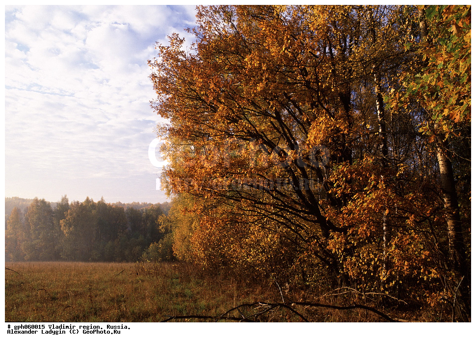 ������� ������ ������, �����, ������, ������������ �������, ���, Quercus, ��� ����������, ��� ������, ��� ������������, ��� ����������, Quercus robur , ������, ��������, �����, ���������� ��������, ������������ ��������, ������������ ��������, XYZ, �������, Fagaceae, ��� ������, ��� ������������, ��� ����������, Quercus robur, Quercus pedunculata, ��� ����������