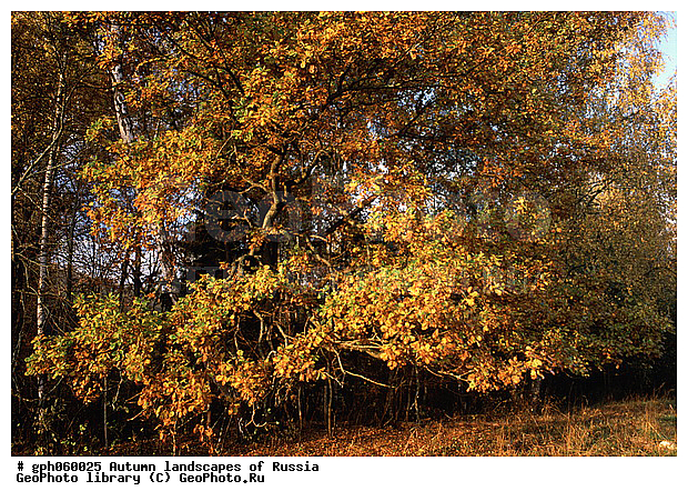 �����, ������, ������� ����, ������, ������