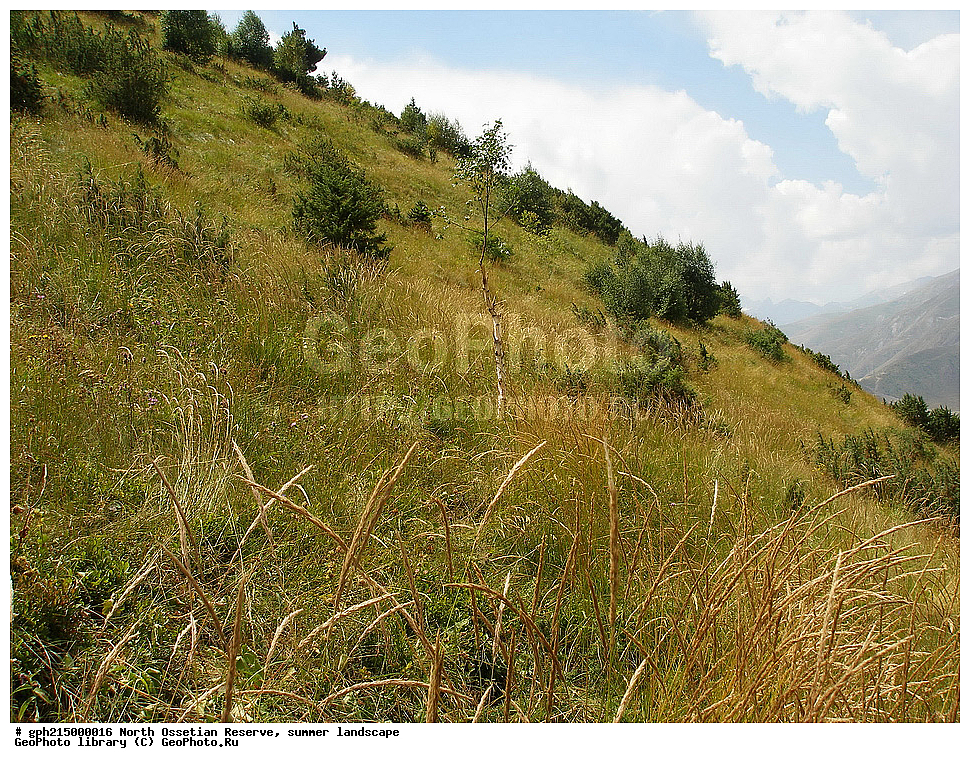 ������-���������� ����������, ����, ��������, ������, ����������, ���, �������, ������, ��������-������, ������, ����������� ������, ����������, 