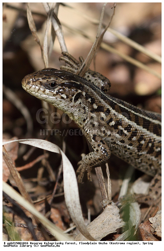 ����������, ������������ ���, ����������� �������, �����, ����,  ���, ��������, �������, ��������, ������� ������� , ��������, ��������, ��������������, ��������������, ��������, ��������, ����, ����, XYZ, ��������� �������, ���������, Lacertida, ������� �������, ��������� �������, ������������ �������, Lacerta agilis, ��������, ��������, ��������������, ��������������, ��������, ��������, ����, ����, XYZ, ��������� �������, ���������, Lacertida, ������� �������, ��������� �������, ������������ �������, Lacerta agilis