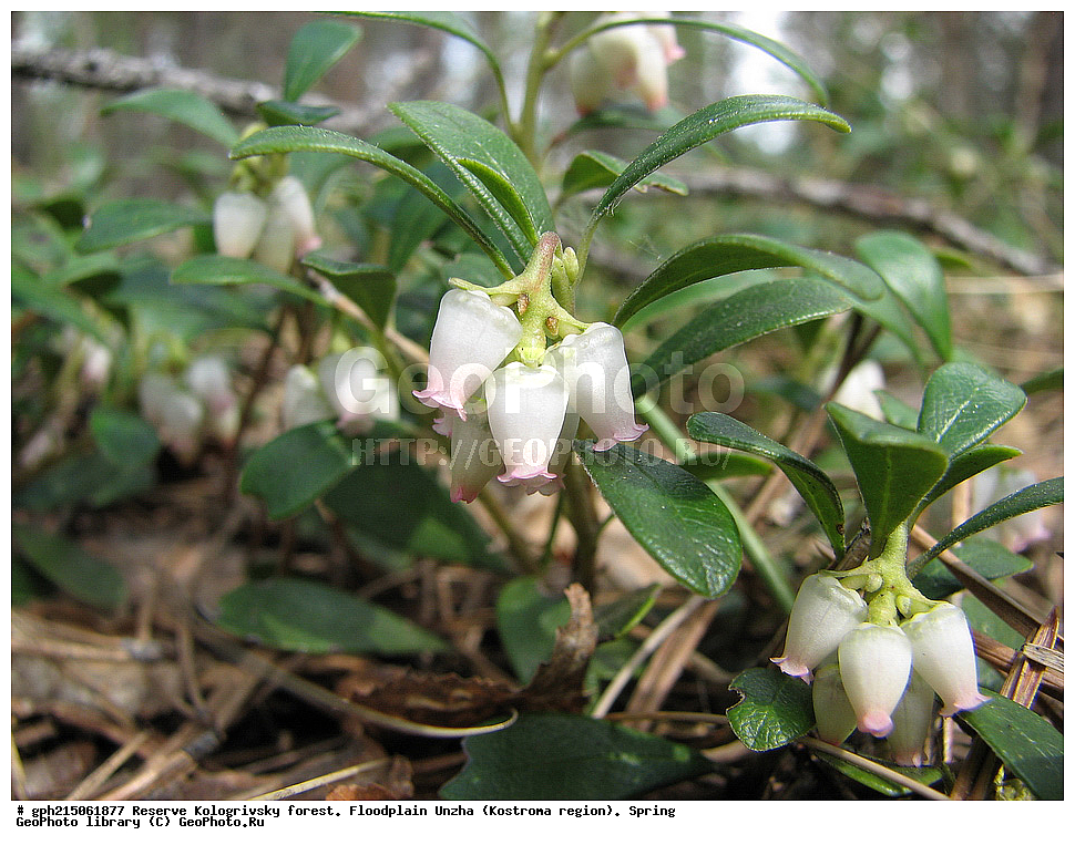 ����������, ������������ ���, ����������� �������, �����, ����,  ���, ��������, �����, ���������� ������������ , ������ ��������, �����, ���������� ��������, ������������ ��������, ������������ ��������, ������, �����, XYZ, ����������, Ericaceae, ���������� ������������, �������� ����, �������� ����, �������� �����, Arctostaphylos uva-ursi, Arbutus uva-ursi