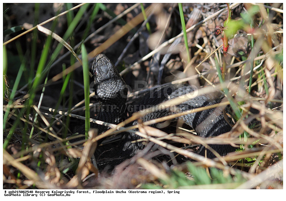 ����������, ������������ ���, ����������� �������, �����, ����,  ���, ��������, ����, ��������, ������������ ������ , ��������, ��������, ��������������, ��������������, ��������, ��������, ����, ����, XYZ, ���������, Viperidae, ������������ ������, Vipera berus