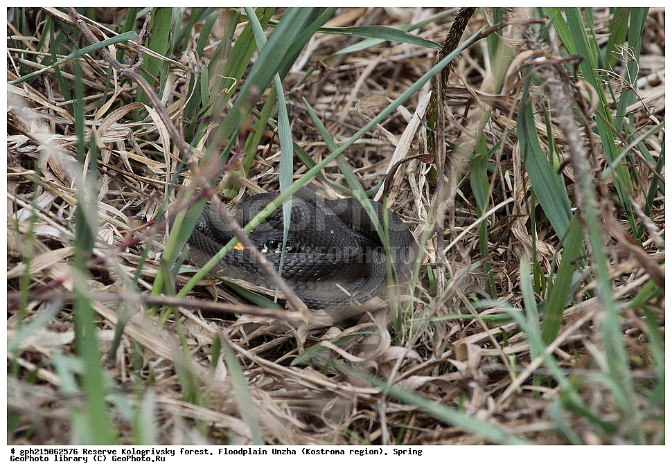 ����������, ������������ ���, ����������� �������, �����, ����,  ���, ��������, ����, ��������, ������������ ������ , ��������, ��������, ��������������, ��������������, ��������, ��������, ����, ����, XYZ, ���������, Viperidae, ������������ ������, Vipera berus