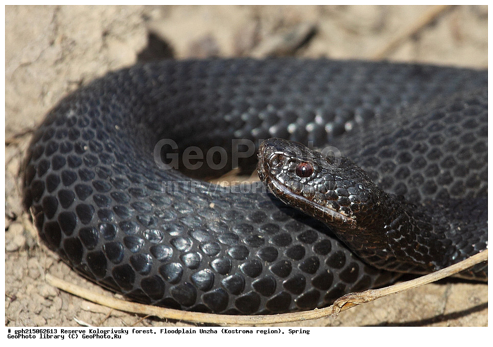 ����������, ������������ ���, ����������� �������, �����, ����,  ���, ��������, ����, ��������, ������������ ������ , ��������, ��������, ��������������, ��������������, ��������, ��������, ����, ����, XYZ, ���������, Viperidae, ������������ ������, Vipera berus