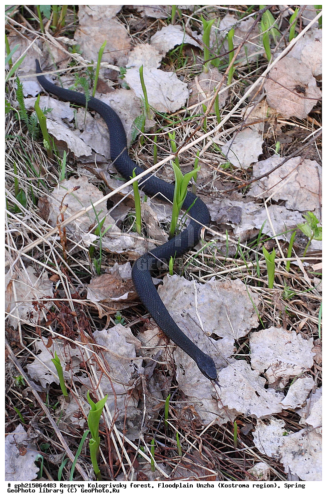 ����������, ������������ ���, ����������� �������, �����, ����,  ���, ��������, ����, ��������, ������������ ������ , ��������, ��������, ��������������, ��������������, ��������, ��������, ����, ����, XYZ, ���������, Viperidae, ������������ ������, Vipera berus