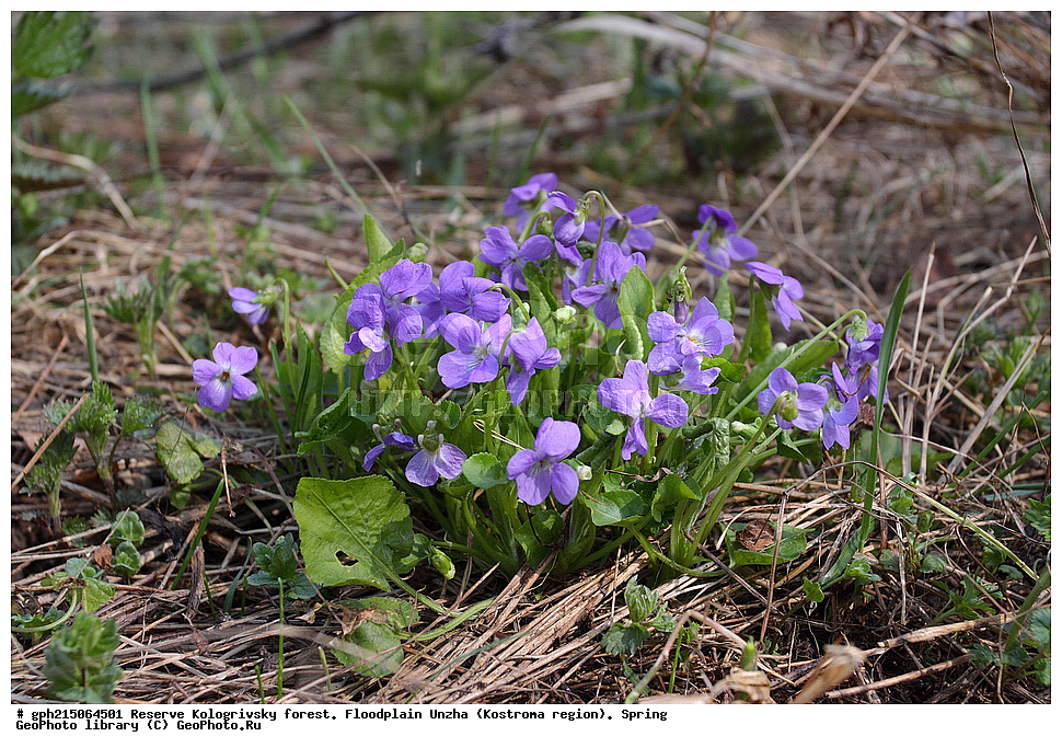 ����������, ������������ ���, ����������� �������, �����, ����,  ���, ��������, �����, ������ ���������, ������ ��������, �����, ���������� ��������, ������������ ��������, ������������ ��������, ������, �����, XYZ, ���������, Violaceae, ������ ���������, ������ ���������, ������ ����������, ������ ���������������, ������ ����������������, ������ �����������������, ������ ����������, Viola hirta