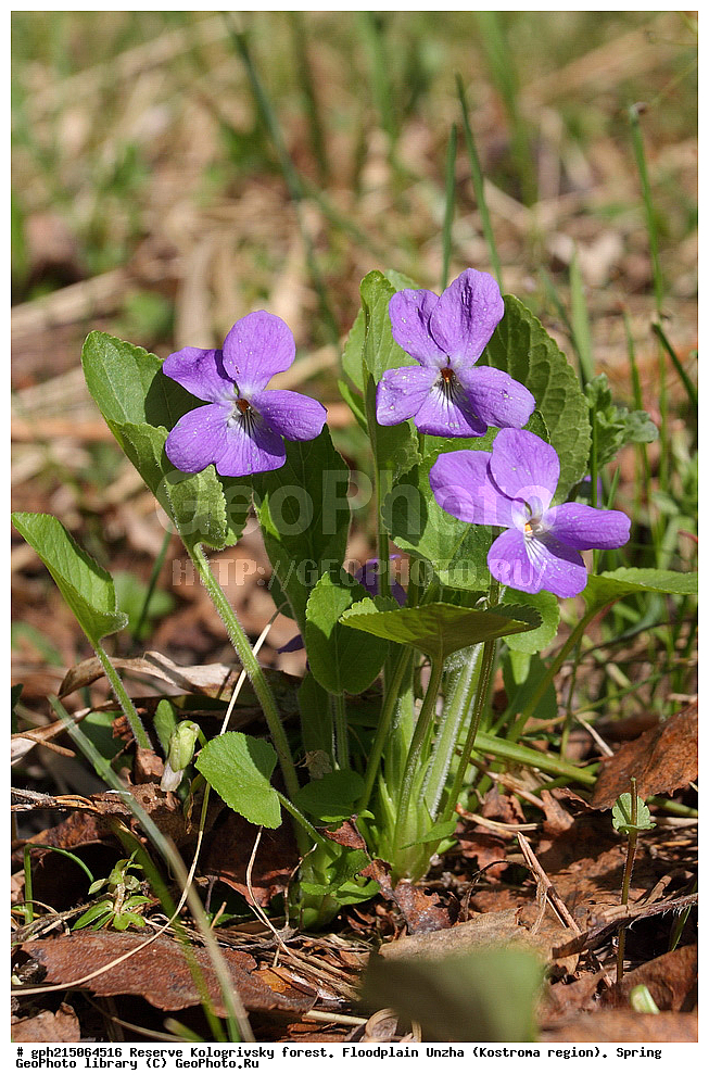 ����������, ������������ ���, ����������� �������, �����, ����,  ���, ��������, �����, ������ ���������, ������ ��������, �����, ���������� ��������, ������������ ��������, ������������ ��������, ������, �����, XYZ, ���������, Violaceae, ������ ���������, ������ ���������, ������ ����������, ������ ���������������, ������ ����������������, ������ �����������������, ������ ����������, Viola hirta