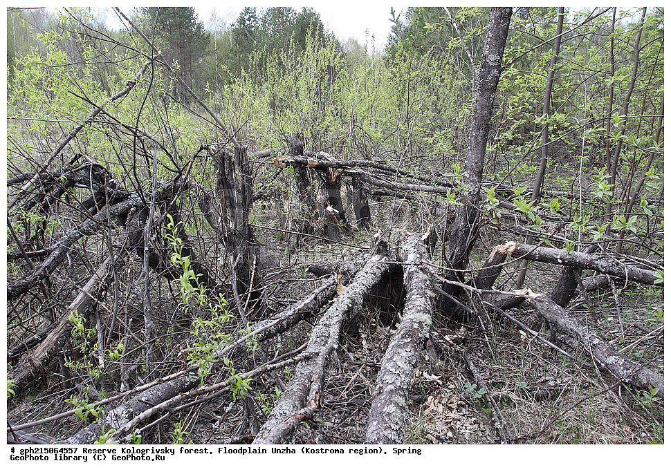  ����������, ������������ ���, ����������� �������, �����, ����, ���� ������������