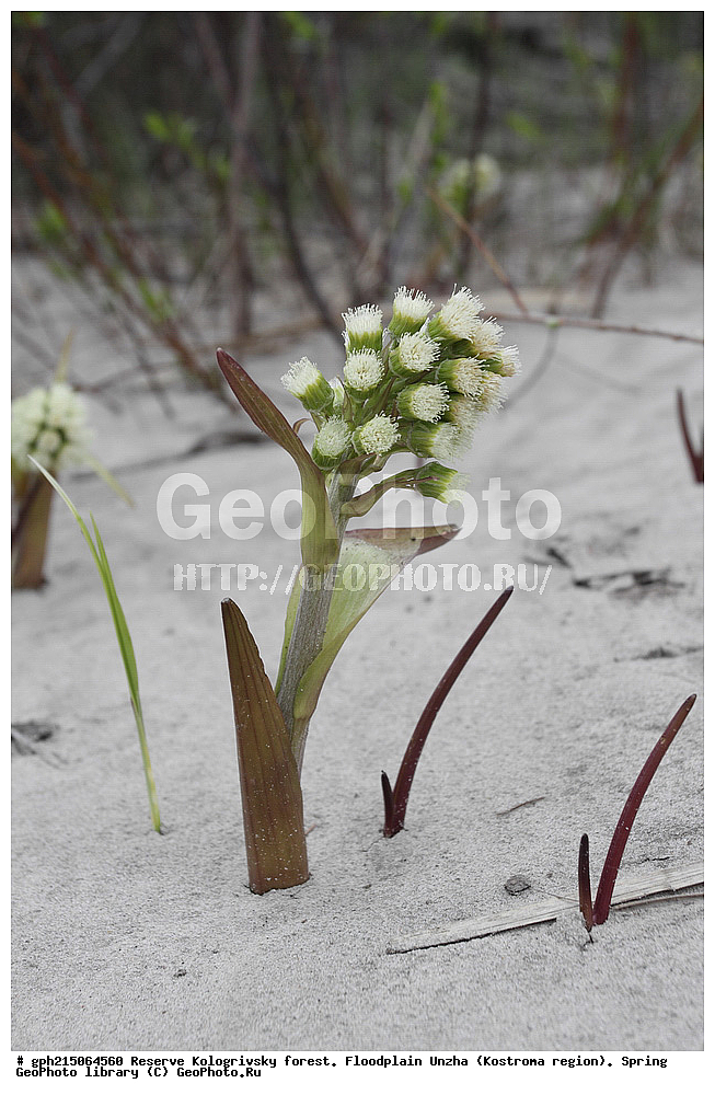 ����������, ������������ ���, ����������� �������, �����, ����,  ���, ������������ ������, ��������, �����, ������ ��������, �����, ���������� ��������, ������������ ��������, ������������ ��������, ������, �����, XYZ, ��������, �������������, Asteraceae, Compositae, ������������ ������, ������������ ���������, ������������ �����������, Petasites spurious, Tussilago spuria