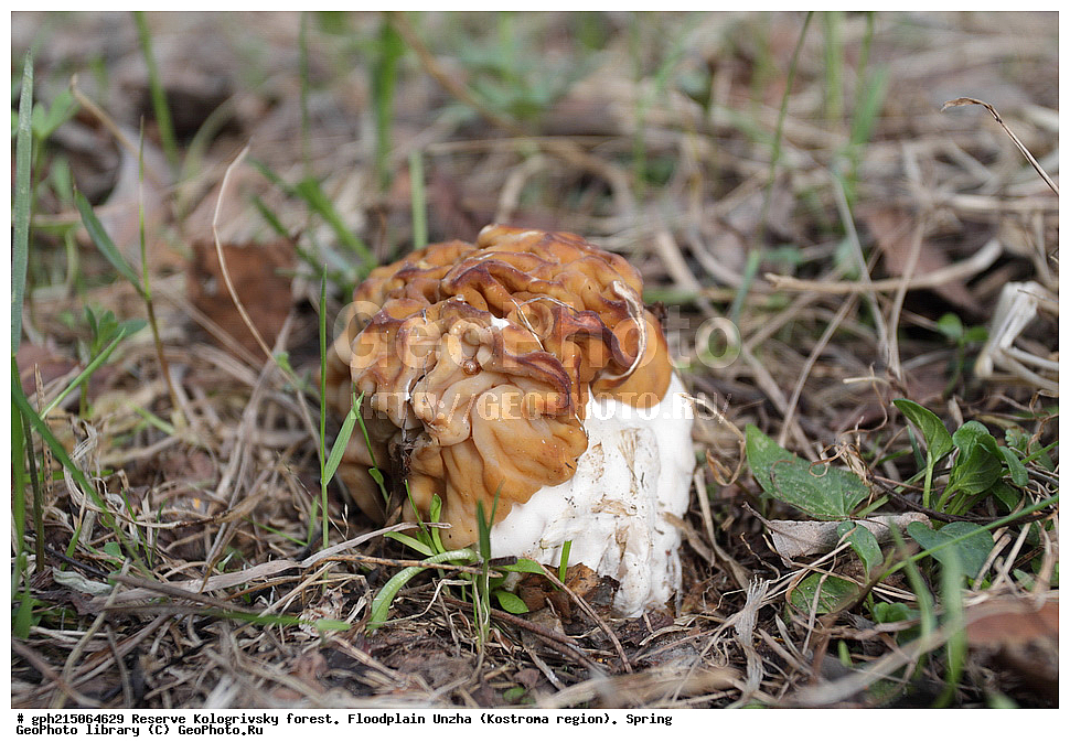 ����������, ������������ ���, ����������� �������, �����, ����,  ���, ��������, �����, ������� ����������, ����, �����, XYZ, ����������, Discinaceae, ������� ����������, Gyromitra gigas