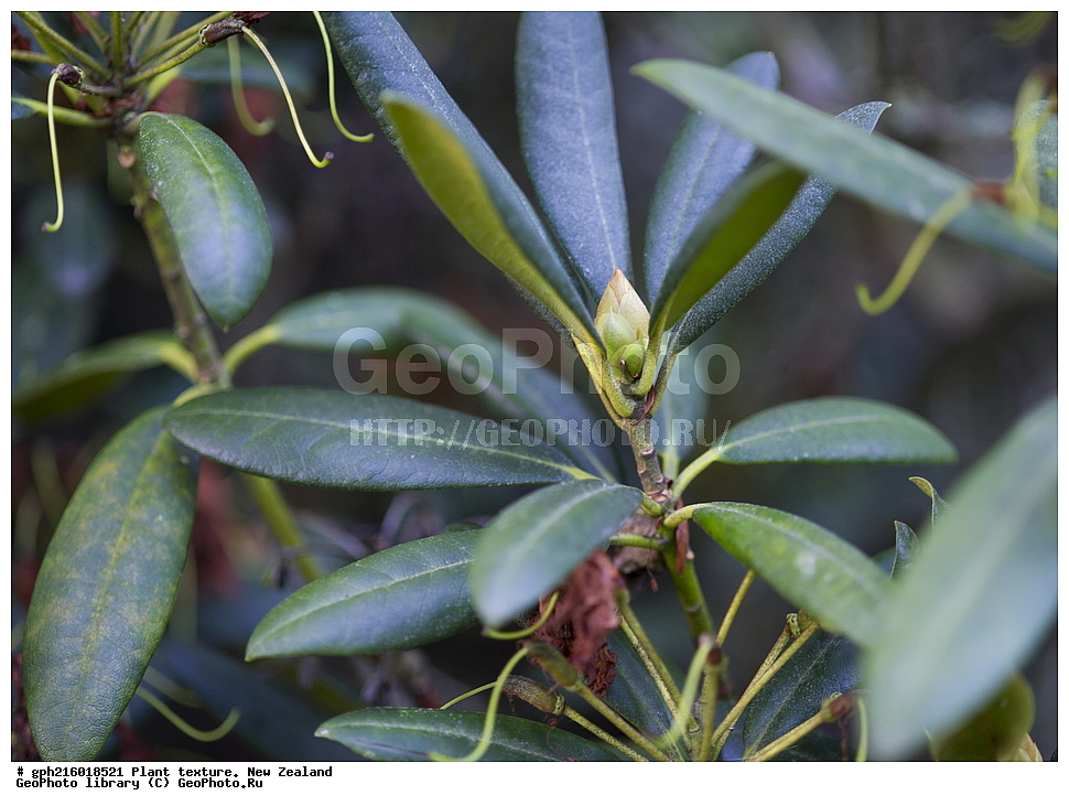  ������������ ��������, ���, ��������, ����� ��������