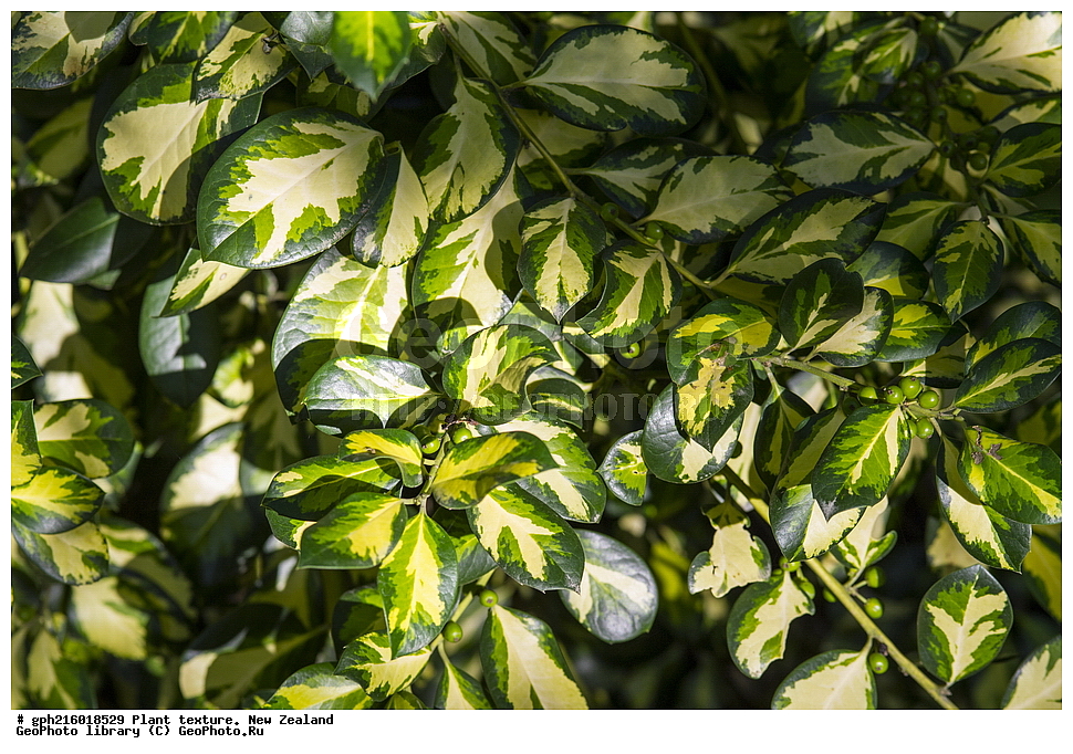  ������������ ��������, ���, ��������, ����� ��������