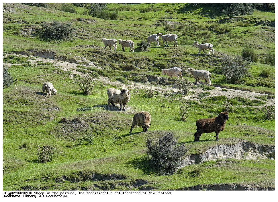 ����, ��������, �����, �����, ������, ��������, ������������, ������������,  ����� ��������, ��������, ��������, �������������, �������������, �����, �����, XYZ, ���������, Bovidae, �������� ����, Ovis aries