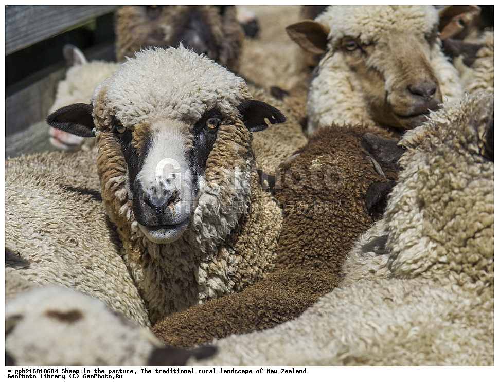 ����, ��������, �����, �����, ������, ��������, ������������, ������������,  ����� ��������, ��������, ��������, �������������, �������������, �����, �����, XYZ, ���������, Bovidae, �������� ����, Ovis aries