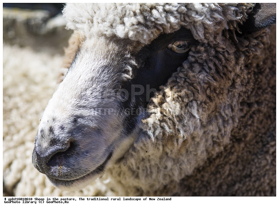 ����, ��������, �����, �����, ������, ��������, ������������, ������������,  ����� ��������, ��������, ��������, �������������, �������������, �����, �����, XYZ, ���������, Bovidae, �������� ����, Ovis aries