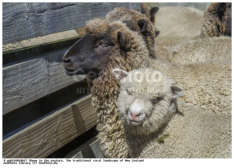 ����, ��������, �����, �����, ������, ��������, ������������, ������������,  ����� ��������, ��������, ��������, �������������, �������������, �����, �����, XYZ, ���������, Bovidae, �������� ����, Ovis aries