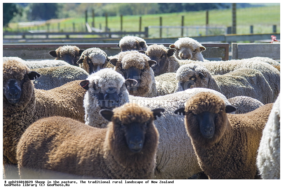 ����, ��������, �����, �����, ������, ��������, ������������, ������������,  ����� ��������, ��������, ��������, �������������, �������������, �����, �����, XYZ, ���������, Bovidae, �������� ����, Ovis aries