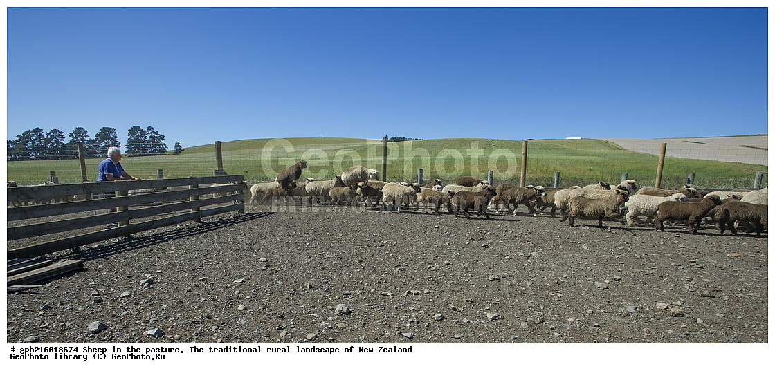 ����, ��������, �����, �����, ������, ��������, ������������, ������������,  ����� ��������, ��������, ��������, �������������, �������������, �����, �����, XYZ, ���������, Bovidae, �������� ����, Ovis aries