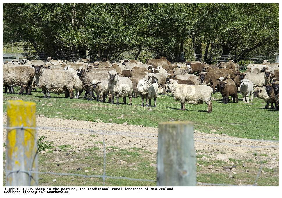 ����, ��������, �����, �����, ������, ��������, ������������, ������������,  ����� ��������, ��������, ��������, �������������, �������������, �����, �����, XYZ, ���������, Bovidae, �������� ����, Ovis aries