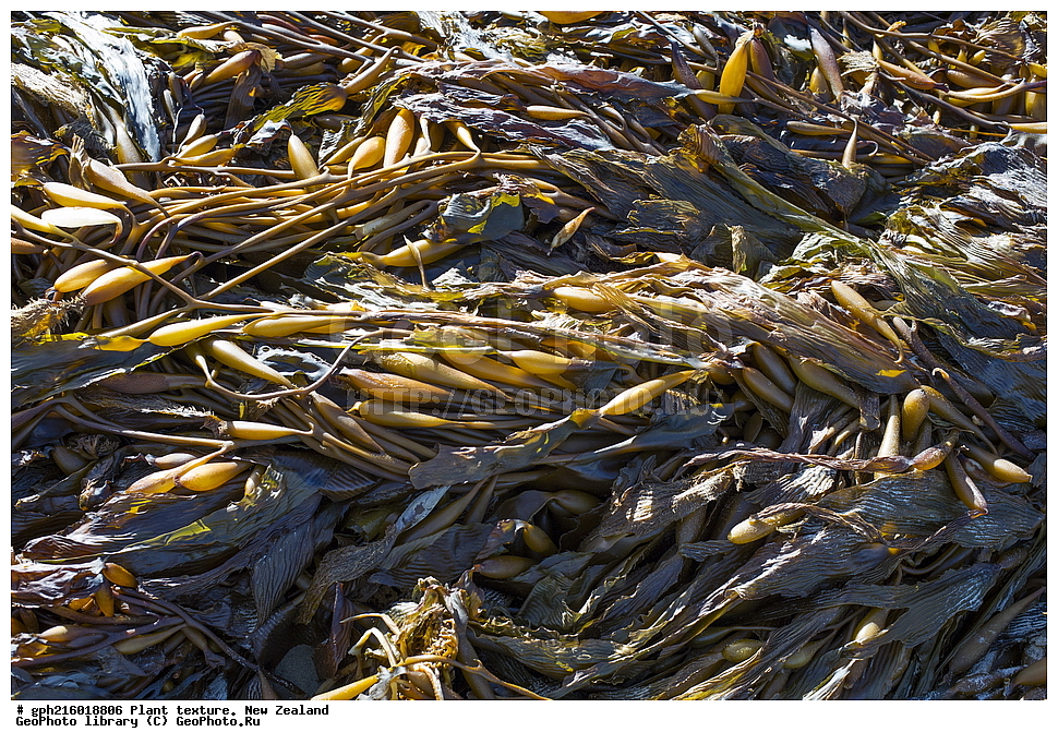  ������������ ��������, ���, ��������, ����� ��������