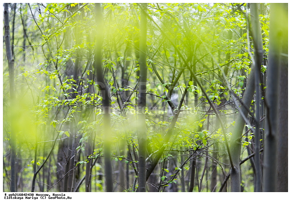 �����, �������� ���, ��������� ����, ��������� ����, ������, ������