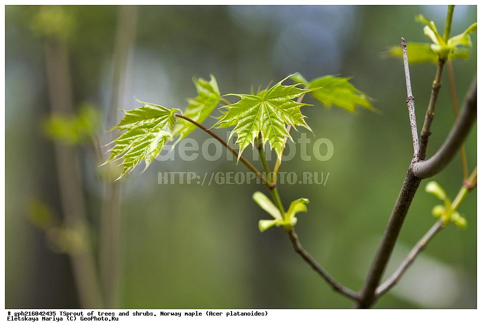  �����, �����, �������� ���, ����������� ��������, ���� ������������, , ������ ��������, �����, ��������, ���������� ��������, ������, �����, ������������ ��������, XYZ, ��������, ����������, Aceraceae, Sapindaceae, ��e� ������������, ��e� �������������, ��e� ��������������, ��� ������������, ��� �������������, ��� ��������������, Acer platanoides, ��������� ����, ������, ������