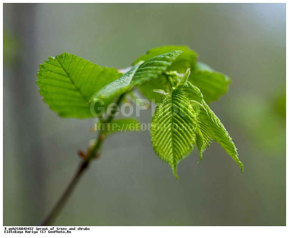 �����, �����, �������� ���,  ����������� ��������, ������ ��������, �����, ���������� ��������, ������������ ��������, ������������ ��������, XYZ, �������, ��������, Ulmaceae, ���, ����, Ulmus sp., ��������� ����, ������, ������