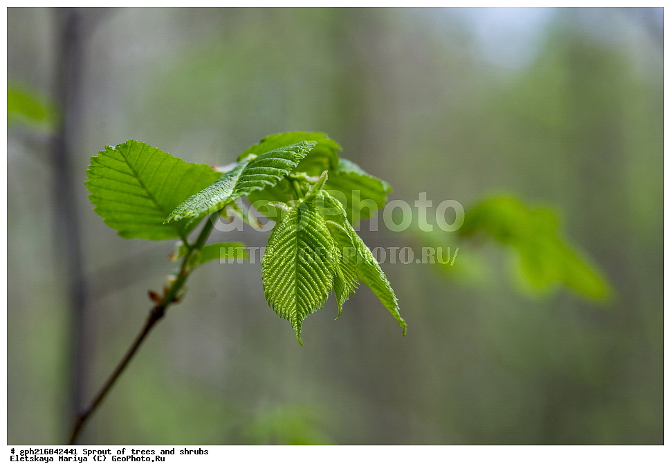 �����, �����, �������� ���,  ����������� ��������, ������ ��������, �����, ���������� ��������, ������������ ��������, ������������ ��������, XYZ, �������, ��������, Ulmaceae, ���, ����, Ulmus sp., ��������� ����, ������, ������