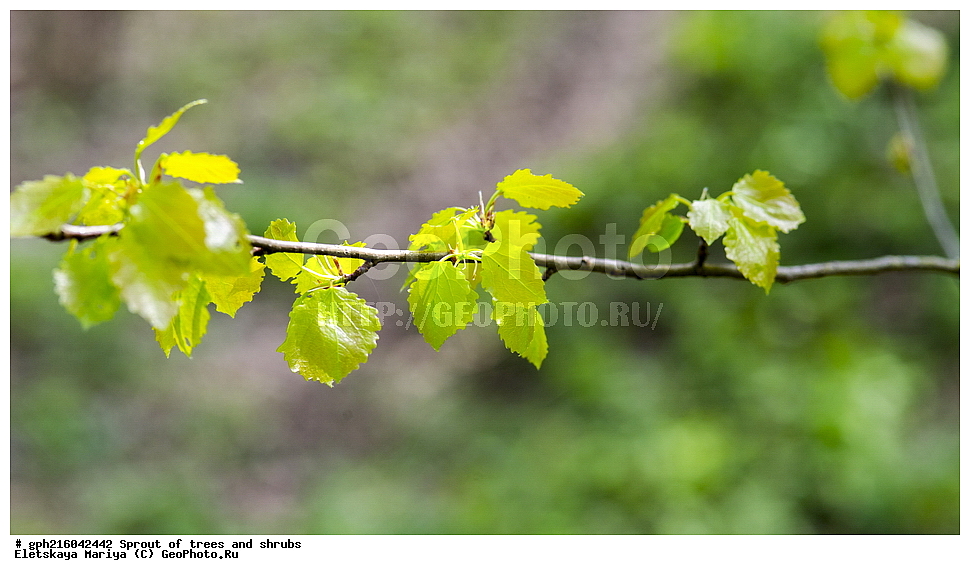 �����, �����, �������� ���,  ����������� ��������, ������ ��������, �����, ���������� ��������, ������������ ��������, ������������ ��������, XYZ, ������, Salicaceae, ����� ������������, Populus tremula, ��������� ����, ������, ������