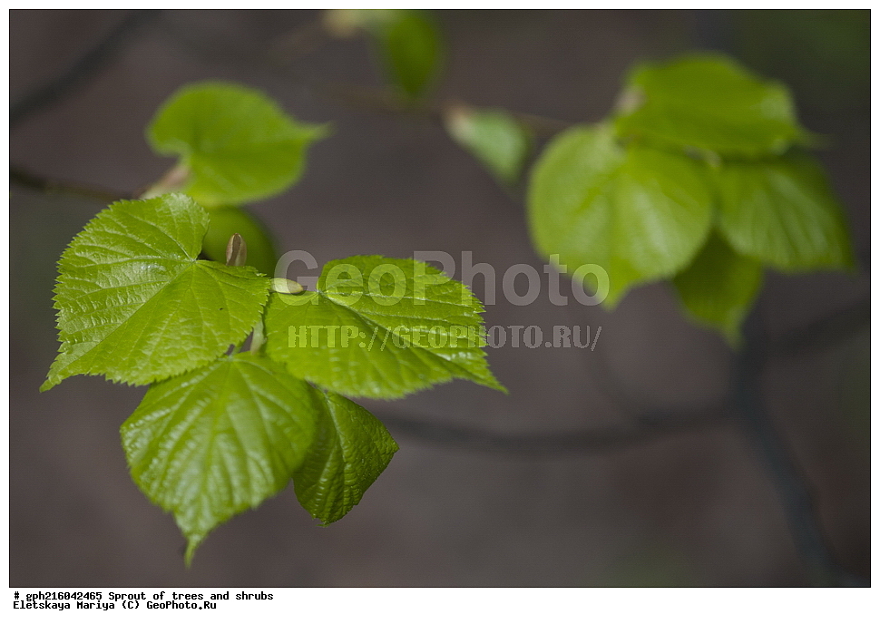 �����, �����, �������� ���,  ����������� ��������, ������ ��������, �����, ���������� ��������, ������������ ��������, ������������ ��������, XYZ, �������, ���������, Tiliaceae, Malvaceae, ���� ������������, ���� ������������, ���� ��������, Tilia cordata, Tilia septentrionalis, ��������� ����, ������, ������